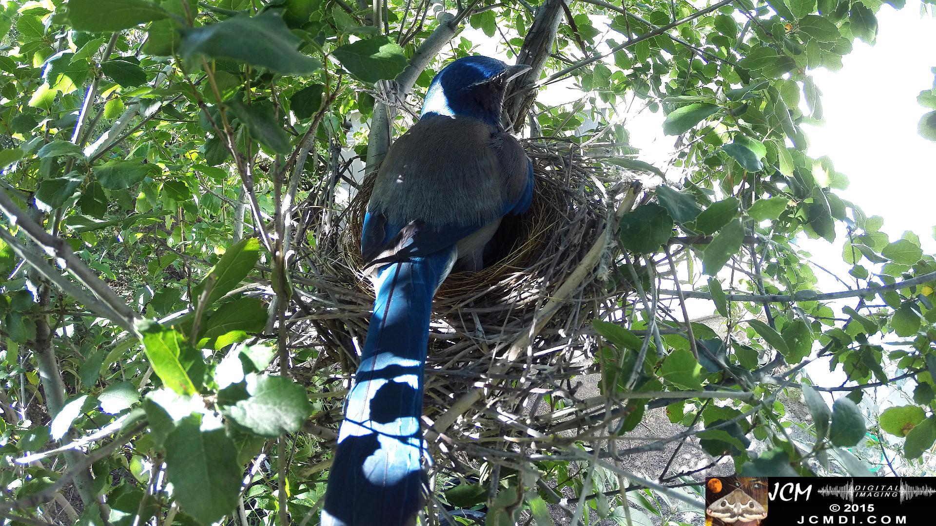 Scrub Jay Female in nest back view